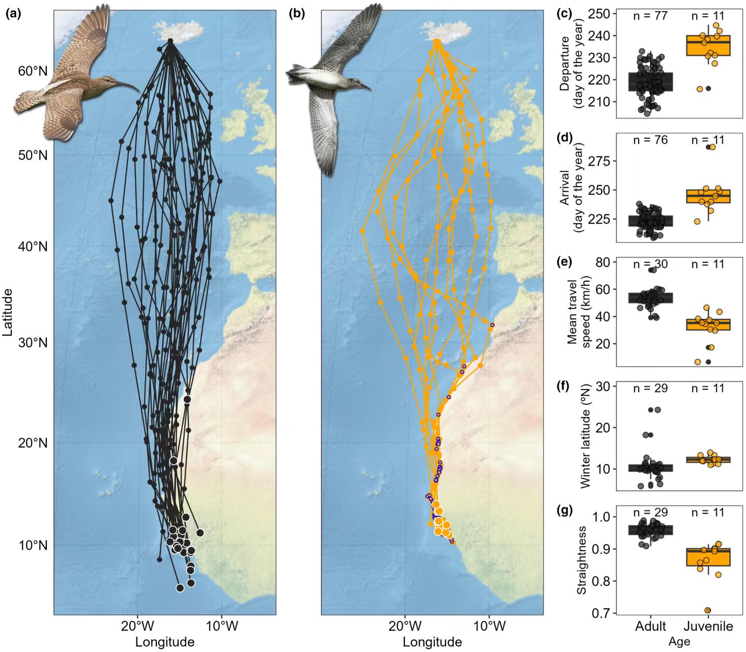 Tracking Technology Helps Document Juvenile Whimbrel’s First Nonstop Migration from Iceland to West Africa